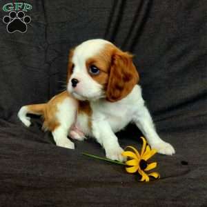 Mr Howdy, Cavalier King Charles Spaniel Puppy